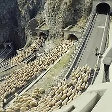 Azione Agricola Pedavena